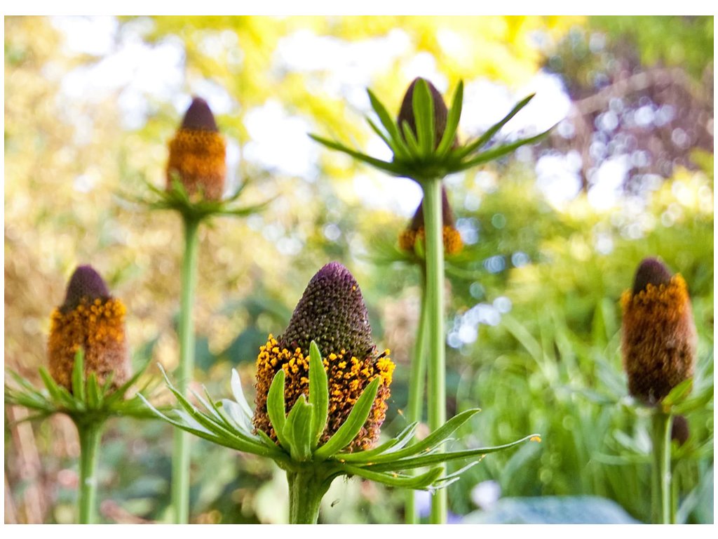 Rudbeckia